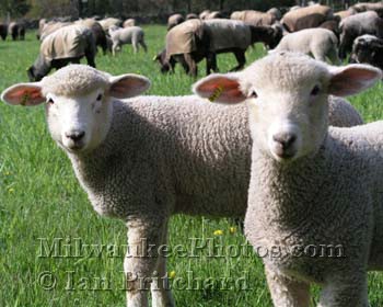 Photograph of Sheep from www.MilwaukeePhotos.com (C )Ian Pritchard